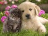 kitten-with-puppy.jpg