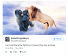 cecil-and-harambe.png cecil-and-harambe.png