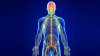CentralNervousSystem-360x200.jpg CentralNervousSystem-360x200.jpg