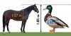 horse and duck.jpg
