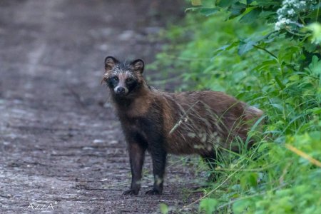 Raccoon-Dog-Carlos-Sexton.jpg