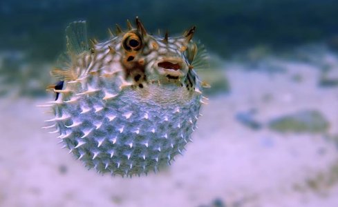 38hkbb48_puffer-fish-generic_625x300_02_April_23 (1).jpg