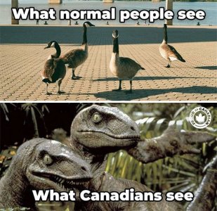 funny-canadian-memes-30-63515ea0b58c6__700.jpg