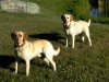 Ricky and DesiLu - the best dogs in the world.jpg
