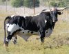 Bull Cow 2.jpg