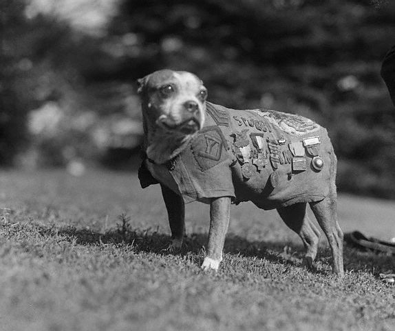 Sergeant_Stubby.jpg