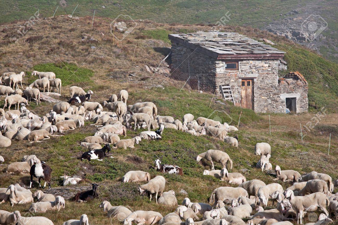 11761709-Sheep-and-goats-on-a-mountain-meadow-at-the-Mont-Cenis-in-Savoy-Stock-Photo.jpg