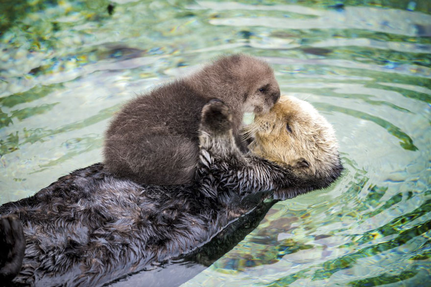 baby-otter-sleeps-mother-belly-monterey-bay-aquarium-21.jpg