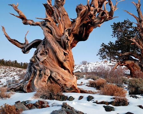 f6f3e366d34805a393f819ccfabc145f--white-mountains-bristlecone-pine.jpg