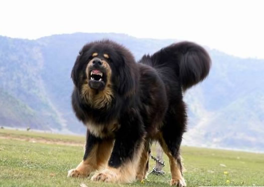 tibetan-mastiff.jpg