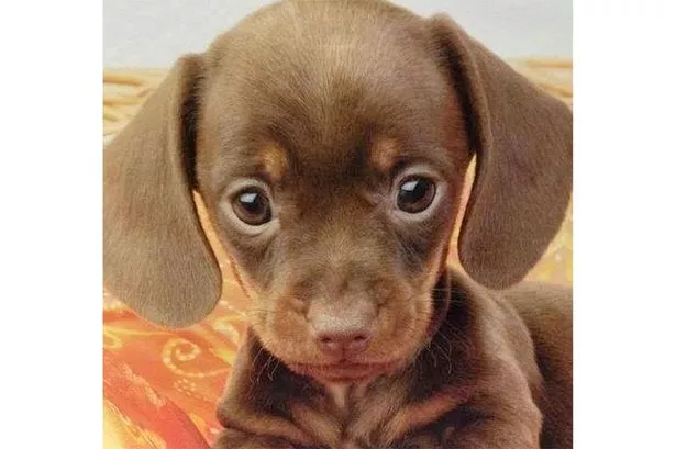 Cutest-puppy-ever.jpg